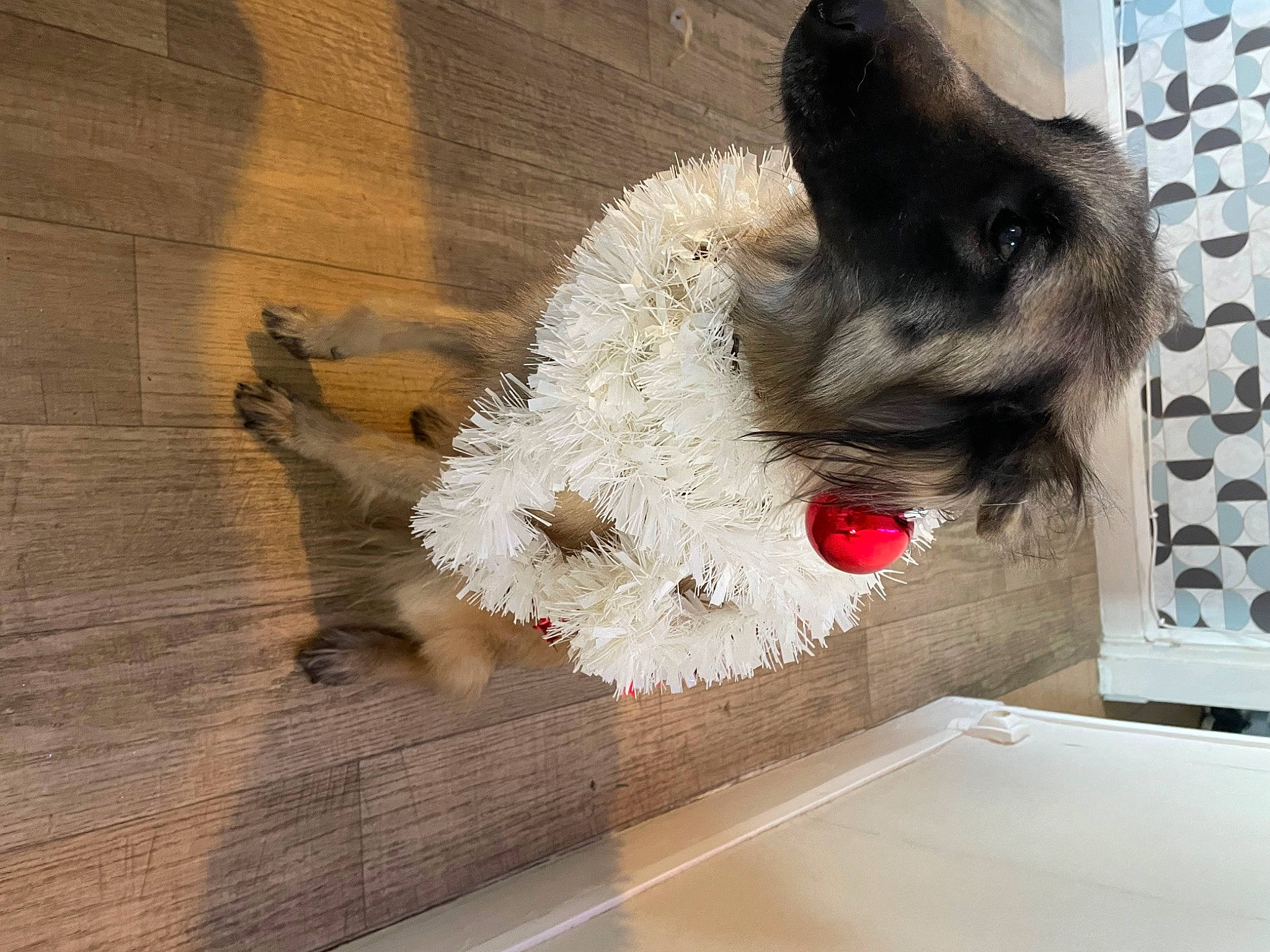 Ivoire a rejoint le concours — aidez-le/la à gagner de superbes lots ! canidae, carmine, carnivore, companion_dog, dog, dog_breed, dog_supply, fawn, flooring, fur, hardwood, pet_supply, snout, sporting_group, stuffed_toy, tail, terrier, toy, wood, wool