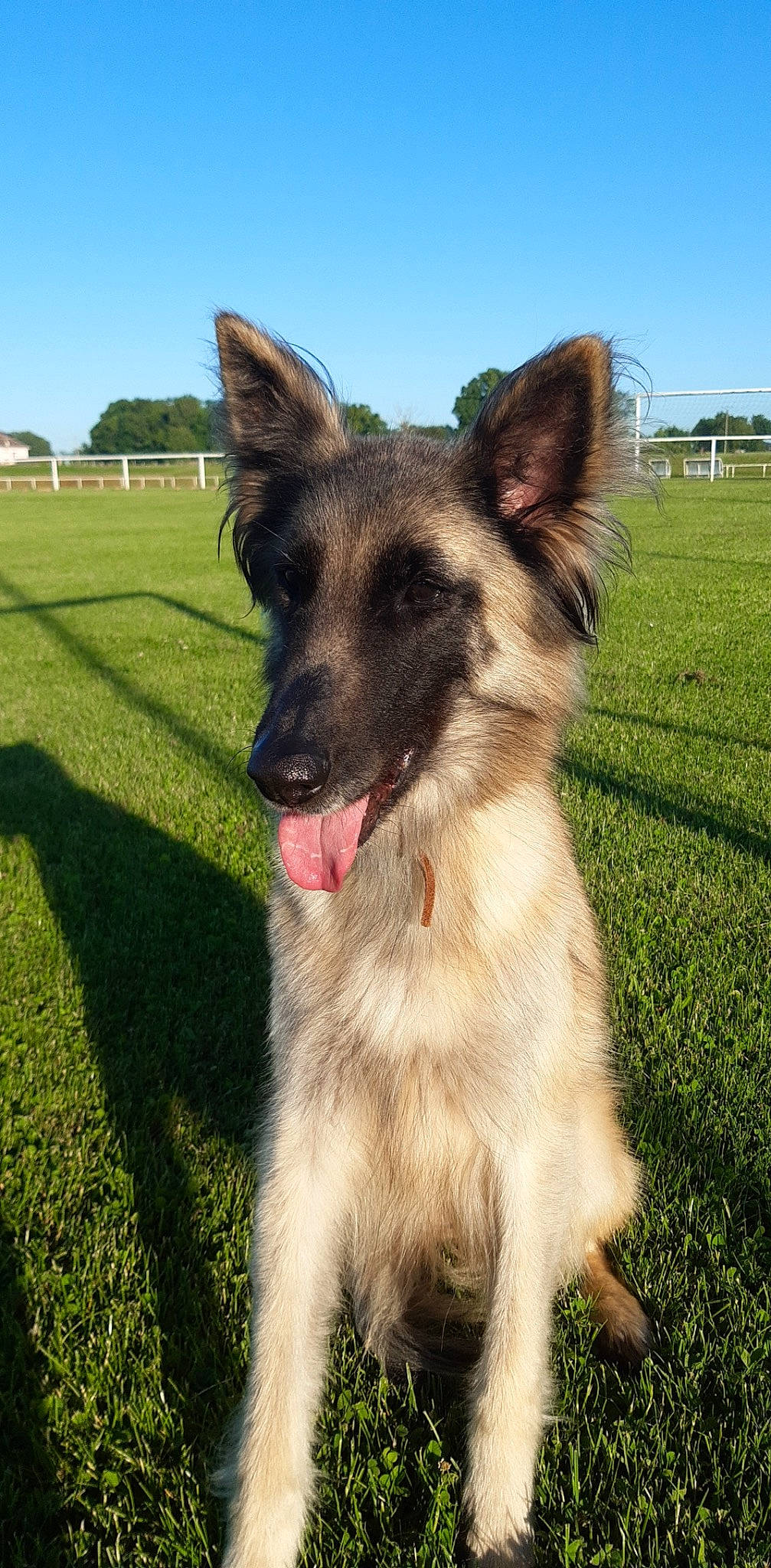 Ivoire a rejoint le concours — aidez-le/la à gagner de superbes lots ! canidae, carnivore, collar, companion_dog, dog, dog_breed, dog_collar, eye, fawn, german_shepherd_dog, grass, grassland, plant, sky, snout, sporting_group, tail, terrestrial_animal, whiskers, working_animal