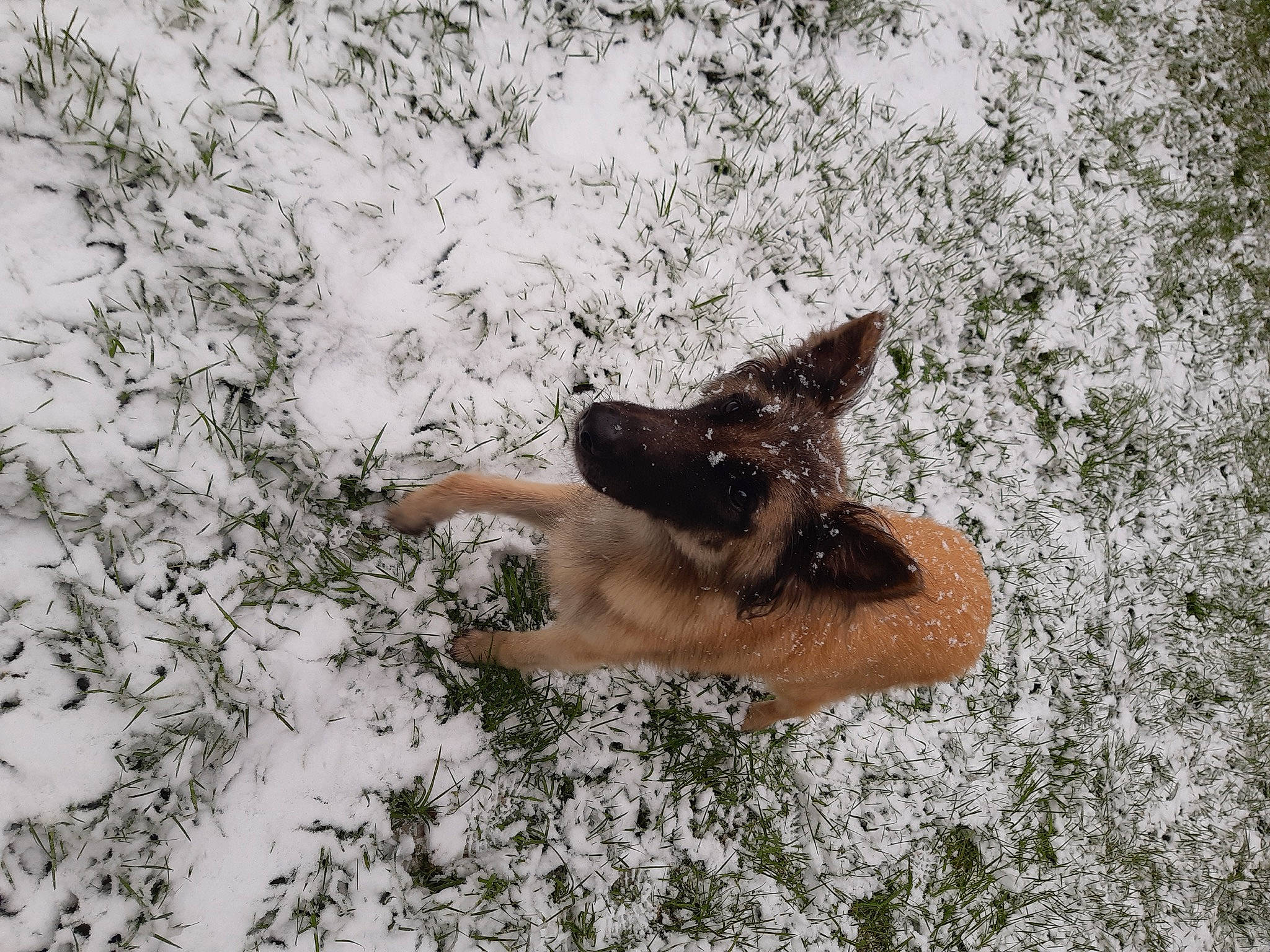 Ivoire participe au concours pour gagner de l'argent avec cette photo : barechested, barefoot, carnivore, dog_breed, dress, fawn, foot, freezing, grass, human_leg, people_in_nature, plant, recreation, snout, snow, sporting_group, tail, tree, water, winter