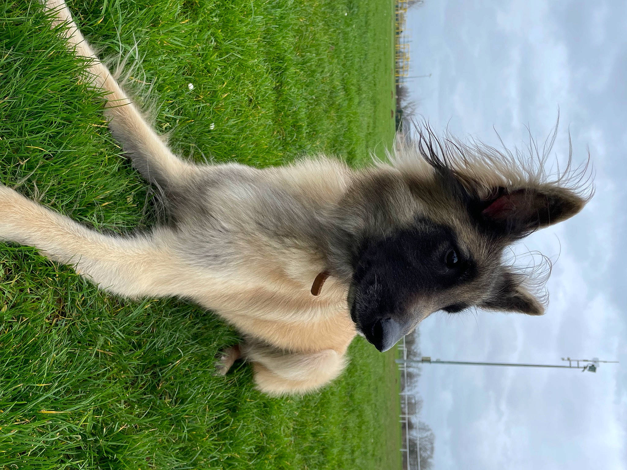 Ivoire participe au concours pour gagner de l'argent avec cette photo : canidae, carnivore, cloud, dog, dog_breed, fawn, felidae, fur, grass, plant, sky, snout, sporting_group, tail, terrestrial_animal, whiskers