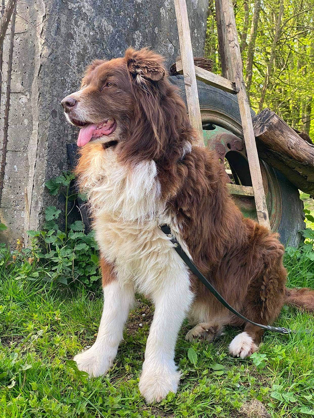 Bloody participe au concours pour gagner de l'argent avec cette photo : australian_shepherd, canidae, carnivore, companion_dog, dog, dog_breed, drentse_patrijshond, karakachan_dog, liver, mammal, moscow_watchdog, spaniel, sporting_group, vertebrate, working_dog