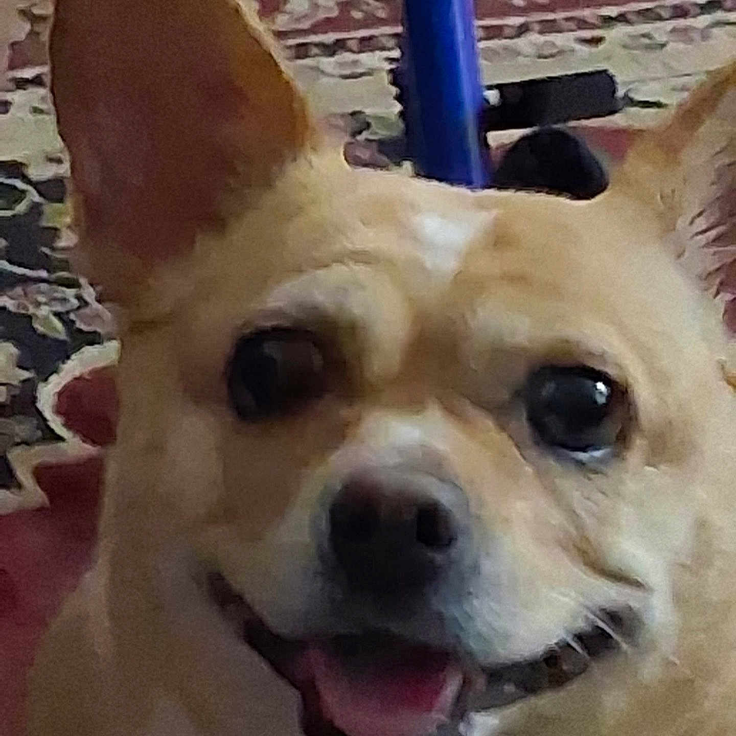 Paris is registered to the contest to win money with this photo: dog, close_up, indoor, smiling, happy, ears_up, face, pet, animal, carpet, patterned_rug, brown_dog, canine, tongue_out, fur, companion, domestic_animal, friendly, looking_at_camera, background_object
