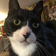 Bo joined the competition — help win amazing prizes! cat, tuxedo_cat, close_up, indoor, green_eyes, whiskers, pink_nose, curious, pet, feline, black_and_white, domestic_cat, animal, face, portrait, cozy, blurred_background, warm_lighting, fur, closeup