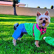 Versace joined the competition — help win amazing prizes! animal, blue_pants, brick_wall, canine, dog, ears, fur, grass, green_shirt, happy, outdoor, pet, playful, small_dog, smiling, sunny, tongue_out, toy, tree, yard
