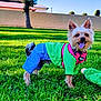 animal, blue_pants, brick_wall, canine, dog, ears, fur, grass, green_shirt, happy, outdoor, pet, playful, small_dog, smiling, sunny, tongue_out, toy, tree, yard