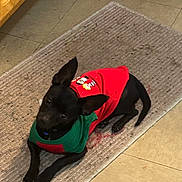 Oreo joined the competition — help win amazing prizes! dog, small_dog, black_dog, pet, indoor, rug, tile_floor, clothing, sweater, holiday, festive, animal, canine, laying_down, ears_up, looking_up, domestic, cute, companion, home