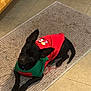 dog, small_dog, black_dog, pet, indoor, rug, tile_floor, clothing, sweater, holiday, festive, animal, canine, laying_down, ears_up, looking_up, domestic, cute, companion, home