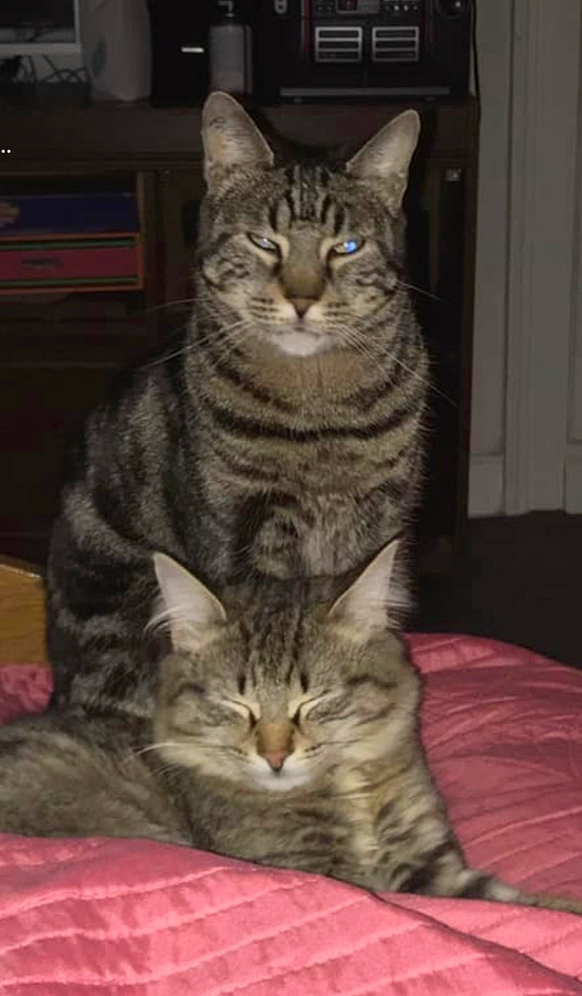 Mimisse participe au concours pour gagner de l'argent avec cette photo : carnivore, cat, comfort, domestic_short_haired_cat, felidae, fur, paw, sitting, small_to_medium_sized_cats, snout, whiskers