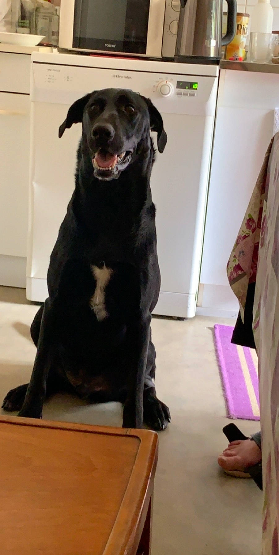 Narco participe au concours pour gagner de l'argent avec cette photo : borador, canidae, carnivore, companion_dog, dog, dog_breed, flat_coated_retriever, guard_dog, labrador_retriever, retriever, snout, sporting_group