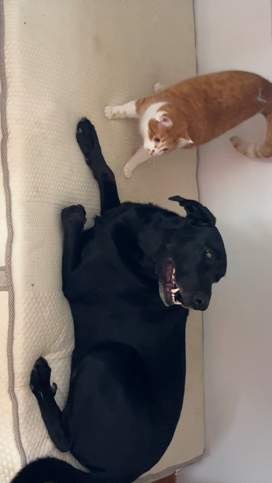 Narco participe au concours pour gagner de l'argent avec cette photo : canidae, carnivore, companion_dog, dog, dog_breed, ear, fawn, fur, gesture, hardwood, liver, room, small_to_medium_sized_cats, snout, sporting_group, tail, terrestrial_animal, whiskers, wood, working_animal