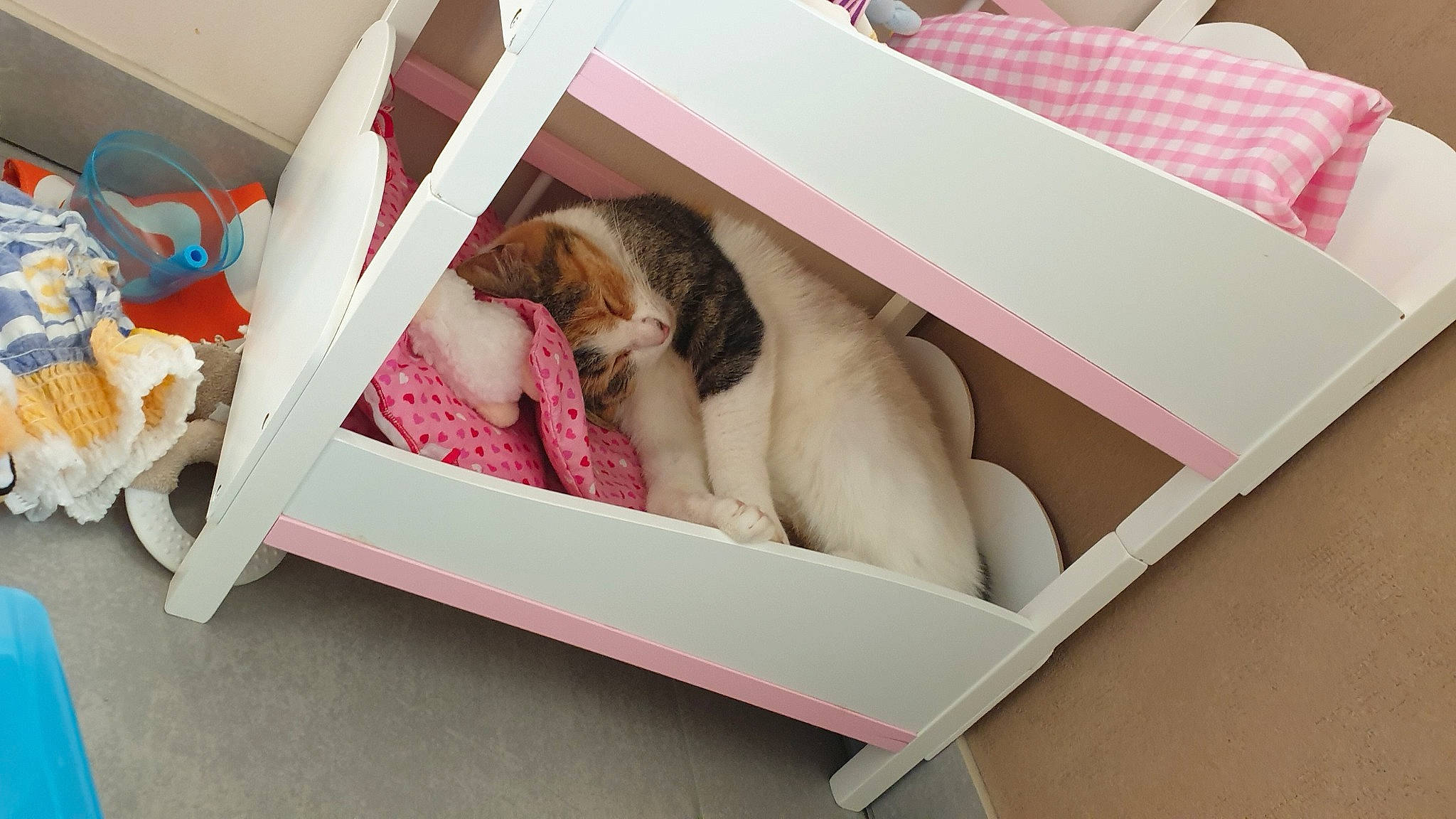 Perle a rejoint le concours — aidez-le/la à gagner de superbes lots ! baby_products, basket, box, canidae, carnivore, comfort, companion_dog, fawn, felidae, fur, linens, nap, packing_materials, paper_product, pet_supply, pink, room, small_to_medium_sized_cats, textile, toy