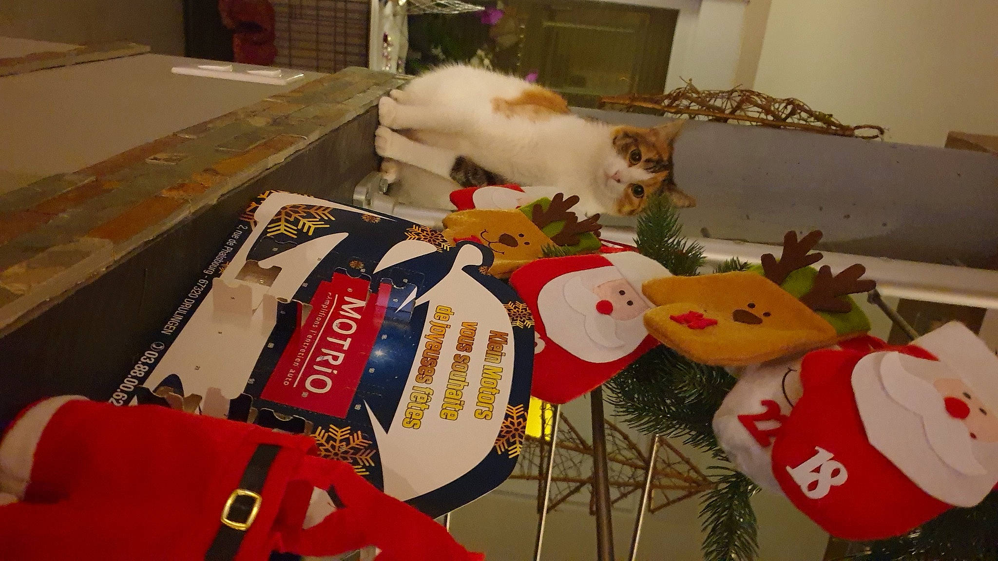 Perle a rejoint le concours — aidez-le/la à gagner de superbes lots ! bag, box, carmine, carnivore, cat, collection, comfort_food, companion_dog, event, felidae, font, fur, linens, luggage_and_bags, present, room, small_to_medium_sized_cats, tail, textile, whiskers