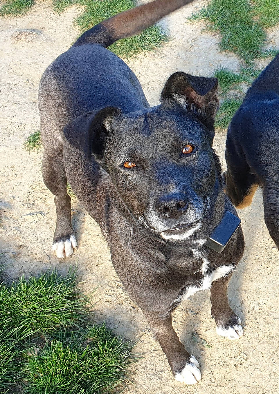 Naïa a rejoint le concours — aidez-le/la à gagner de superbes lots ! carnivore, collar, companion_dog, dog, dog_breed, dog_collar, electric_blue, grass, guard_dog, hunting_dog, plant, snout, sporting_group, whiskers, working_animal, working_dog