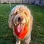 Carl is registered to the contest to win money with this photo: animal, backyard, bandana, canine, cute, dog, domestic_animal, friendly, fur, golden_doodle, grass, happy, mammal, orange_bandana, outdoor, pet, smiling, summer, sunlight, tongue_out