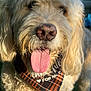Carl joined the competition — help win amazing prizes! animal, bandana, canine, close_up, cream_colored, cute, dog, fluffy, friendly, furry, happy, mammal, nose, outdoor, pet, plaid, portrait, sunlight, tongue_out, whiskers