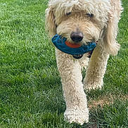 Carl is registered to the contest to win money with this photo: animal, canine, collar, cute, daytime, dog, fetch, friendly, fur, grass, muzzle, nature, outdoor, park, paw, pet, play, summer, toy, walk