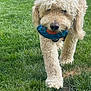 animal, canine, collar, cute, daytime, dog, fetch, friendly, fur, grass, muzzle, nature, outdoor, park, paw, pet, play, summer, toy, walk