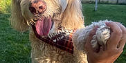 Carl joined the competition — help win amazing prizes! bandana, canine, closeup, dog, fence, friendship, fur, garden, golden_doodle, grass, hand, happy, nature, outdoor, paw, pet, playing, summer, sunlight, tongue_out