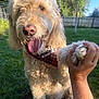 bandana, canine, closeup, dog, fence, friendship, fur, garden, golden_doodle, grass, hand, happy, nature, outdoor, paw, pet, playing, summer, sunlight, tongue_out