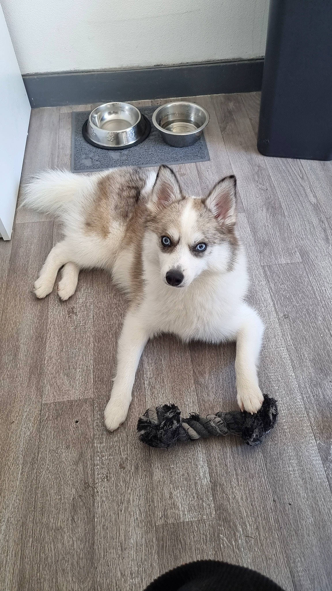 Snow a rejoint le concours — aidez-le/la à gagner de superbes lots ! canidae, carnivore, claw, companion_dog, dog, dog_breed, fawn, flooring, fur, non_sporting_group, paw, piano, sled_dog, snout, sporting_group, tail, terrestrial_animal, whiskers, wood, working_animal