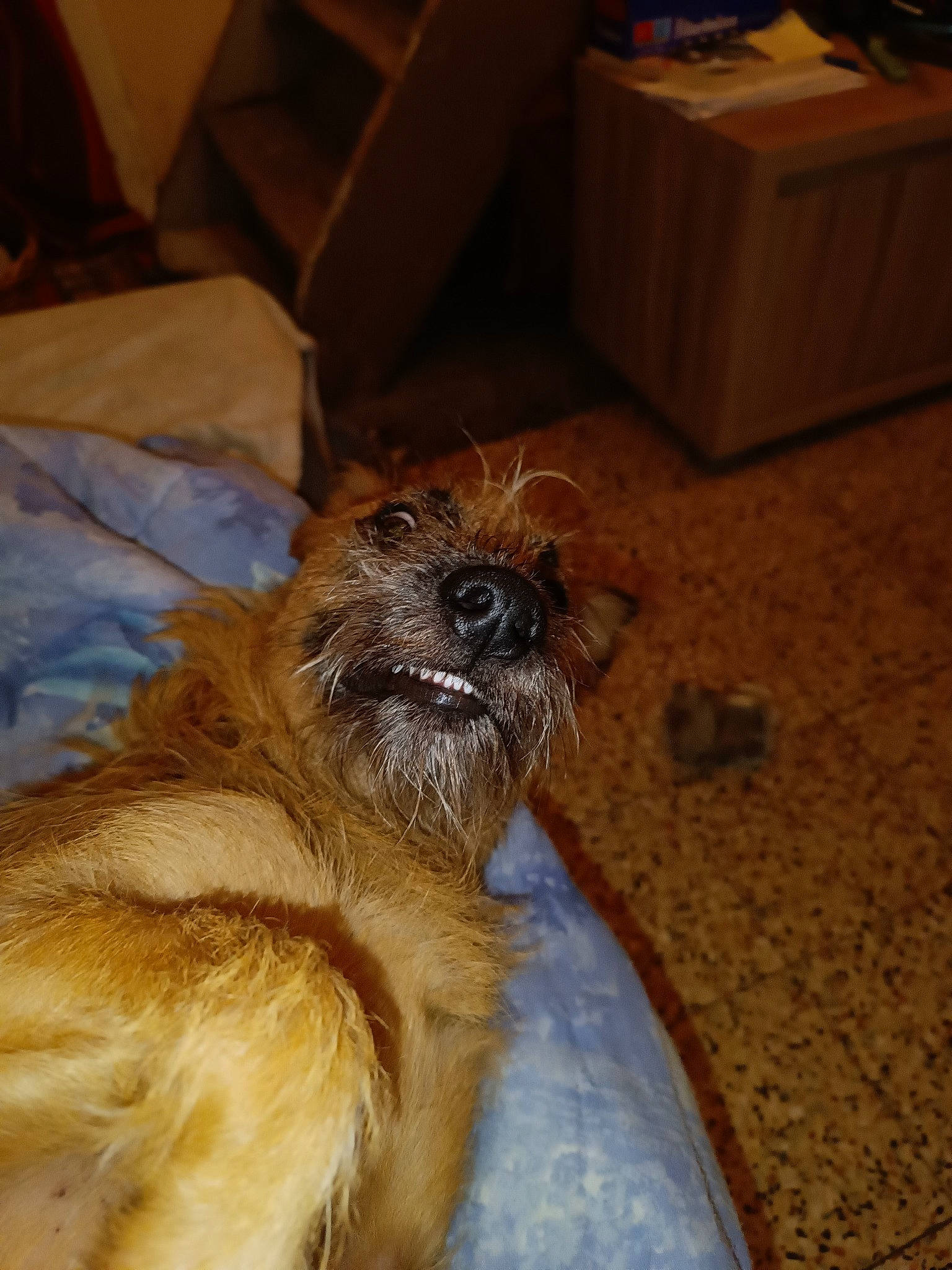 Nala a rejoint le concours — aidez-le/la à gagner de superbes lots ! box, canidae, carnivore, carton, companion_dog, dog, dog_breed, fawn, fur, liver, packaging_and_labeling, pet_supply, shipping_box, snout, sporting_group, terrestrial_animal, terrier, toy_dog, whiskers, working_animal