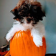 Gizmo is registered to the contest to win money with this photo: affenpinscher, animal, back, bodypart, canine, dog, food, hardwood, person, pet, plant, produce, pumpkin, puppy, sphere, squash, terrier, vegetable, whitedog, wood