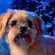 Zazue joined the competition — help win amazing prizes! dog, pet, fluffy, close_up, christmas_tree, holiday, blue_lights, decorations, cute, animal, indoor, festive, fur, eyes, nose, portrait, warm, soft_light, seasonal, celebration