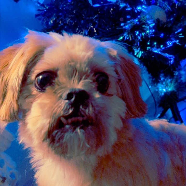 Zazue joined the competition — help win amazing prizes! animal, blue_lights, celebration, christmas_tree, close_up, cute, decorations, dog, eyes, festive, fluffy, fur, holiday, indoor, nose, pet, portrait, seasonal, soft_light, warm