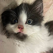 Olly joined the competition — help win amazing prizes! adorable, animal, black_and_white, cat, close_up, cute, feline, fluffy, fur, indoor, kitten, pet, pink_nose, portrait, resting, small, soft_texture, whiskers, wide_eyes, young