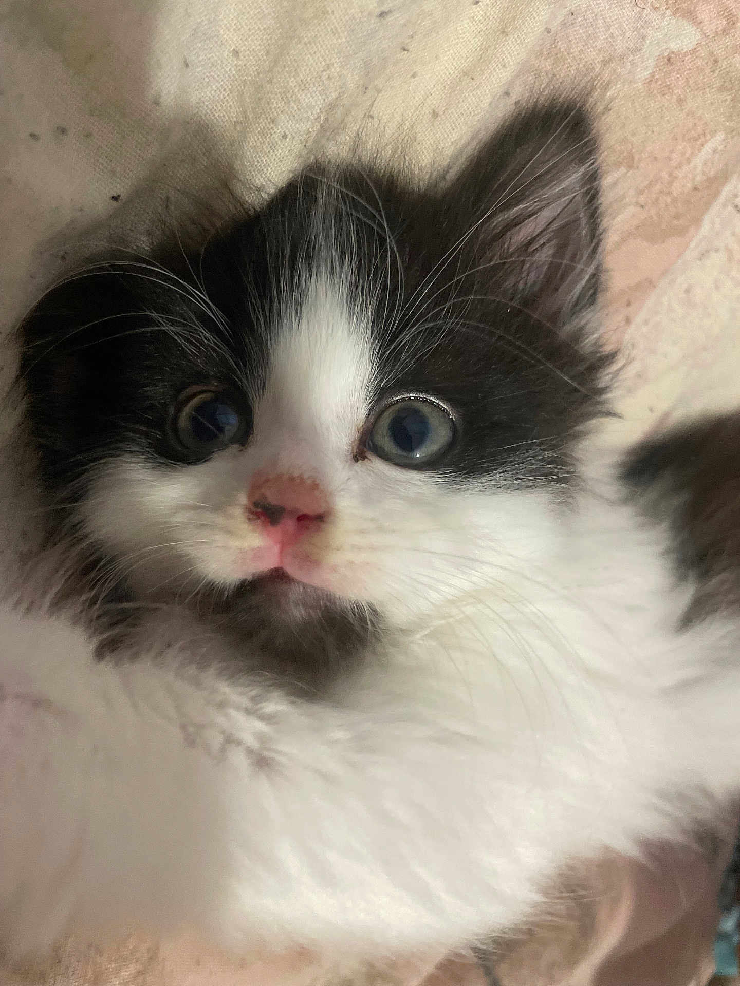 Olly joined the competition — help win amazing prizes! adorable, animal, black_and_white, cat, close_up, cute, feline, fluffy, fur, indoor, kitten, pet, pink_nose, portrait, resting, small, soft_texture, whiskers, wide_eyes, young