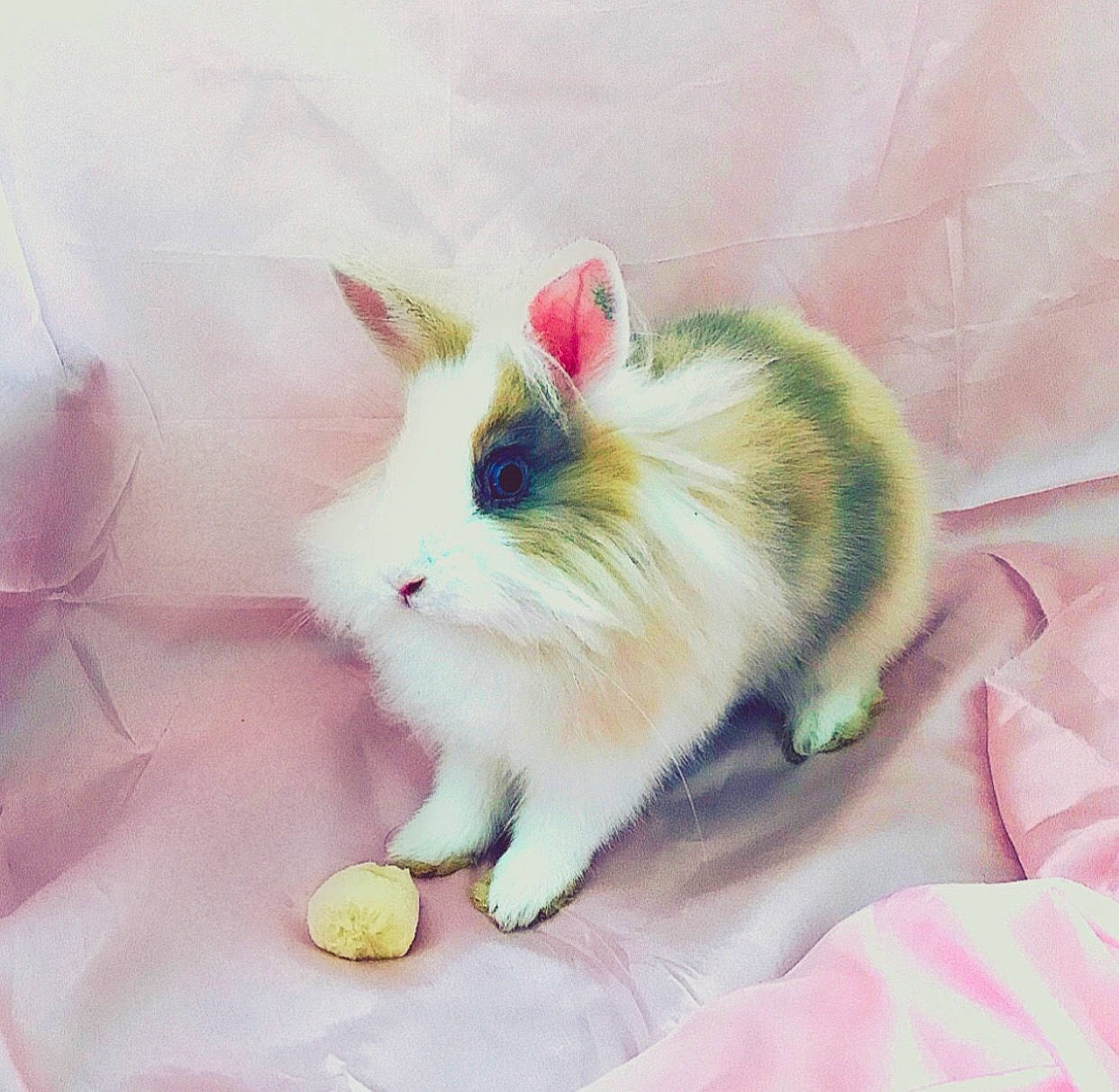 Barney participe au concours pour gagner de l'argent avec cette photo : angora_rabbit, domestic_rabbit, easter_bunny, fawn, hare, rabbit, rabbits_and_hares, whiskers