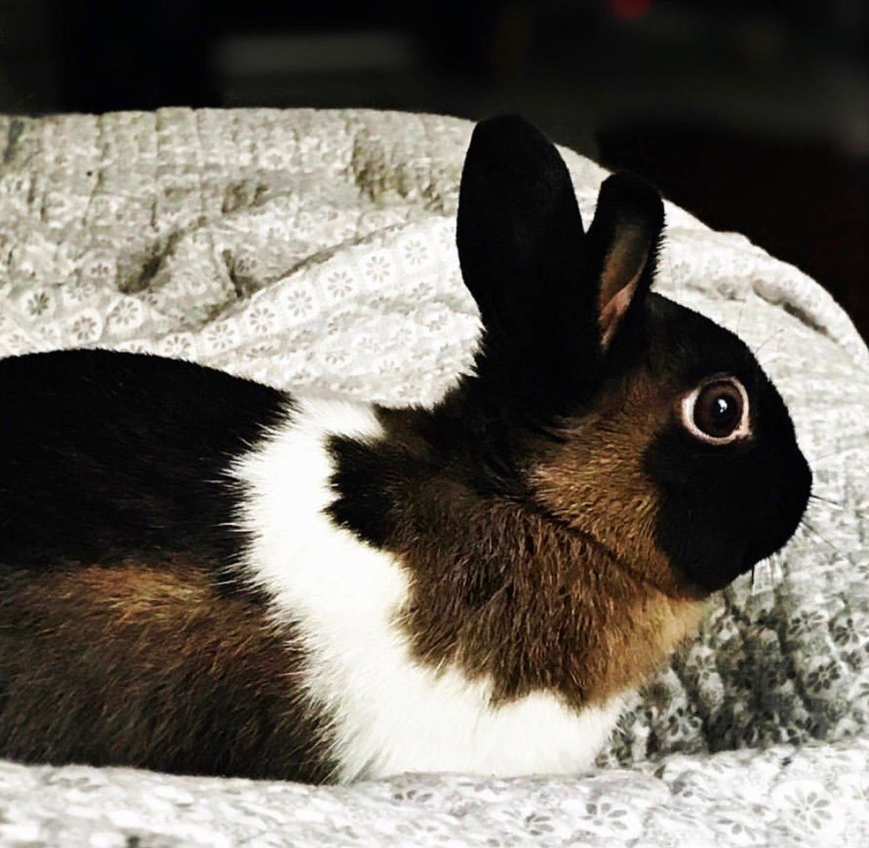 Clovis participe au concours pour gagner de l'argent avec cette photo : black_and_white, domestic_rabbit, ear, fawn, fur, hare, monochrome_photography, photography, plant, rabbit, rabbits_and_hares, sky, snout, snow, snowshoe_hare, whiskers, wildlife, wood_rabbit