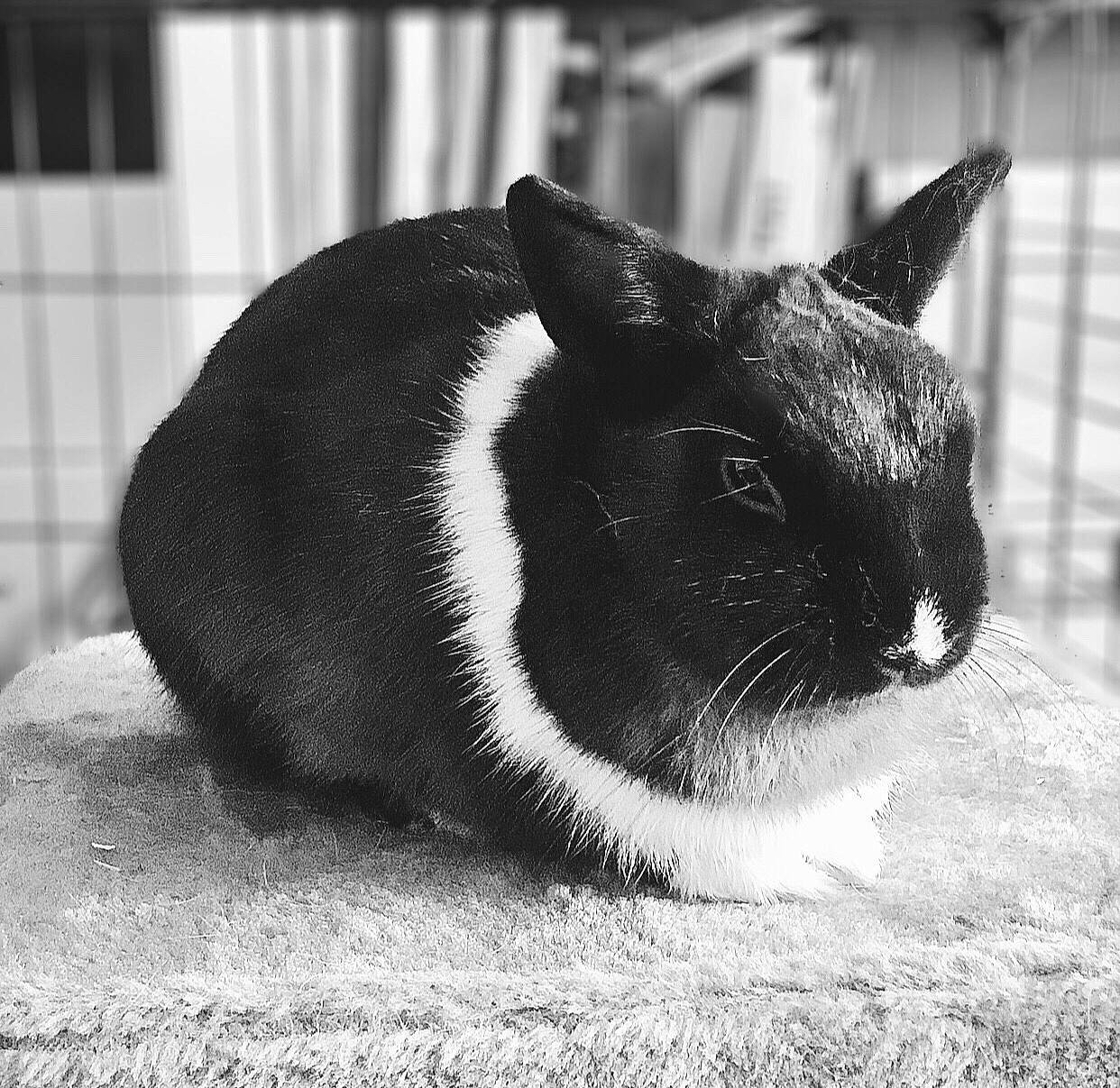 Clovis participe au concours pour gagner de l'argent avec cette photo : black, black_and_white, cat, domestic_rabbit, ear, eye, fur, grass, mammal, monochrome, monochrome_photography, organism, photography, plant, rabbit, rabbits_and_hares, snapshot, snout, whiskers, white