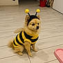 Rudy a rejoint le concours — aidez-le/la à gagner de superbes lots ! dog, pomeranian, costume, bee_costume, pet, indoor, floor, cute, animal, small_dog, yellow, black, wings, antennae, pink_bowl, home, tile_floor, sitting, adorable, pet_accessory