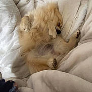 Rudy participe au concours pour gagner de l'argent avec cette photo : dog, sleeping, blanket, fluffy, cozy, white, fur, paw, resting, bed, cute, pet, animal, comfort, relax, snuggle, indoor, warm, soft, peaceful