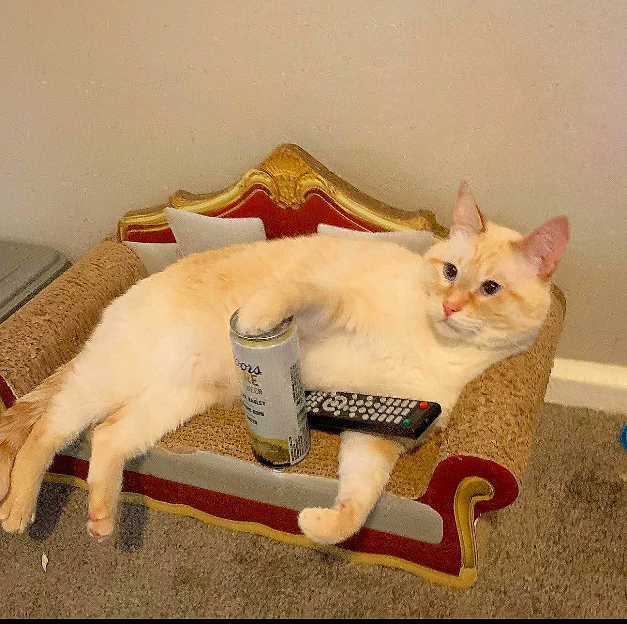 Ru is registered to the contest to win money with this photo: canidae, carnivore, cat, cat_supply, chair, comfort, companion_dog, domestic_short_haired_cat, eye, fawn, felidae, fur, head, paw, sitting, small_to_medium_sized_cats, tail, toy, whiskers, wood