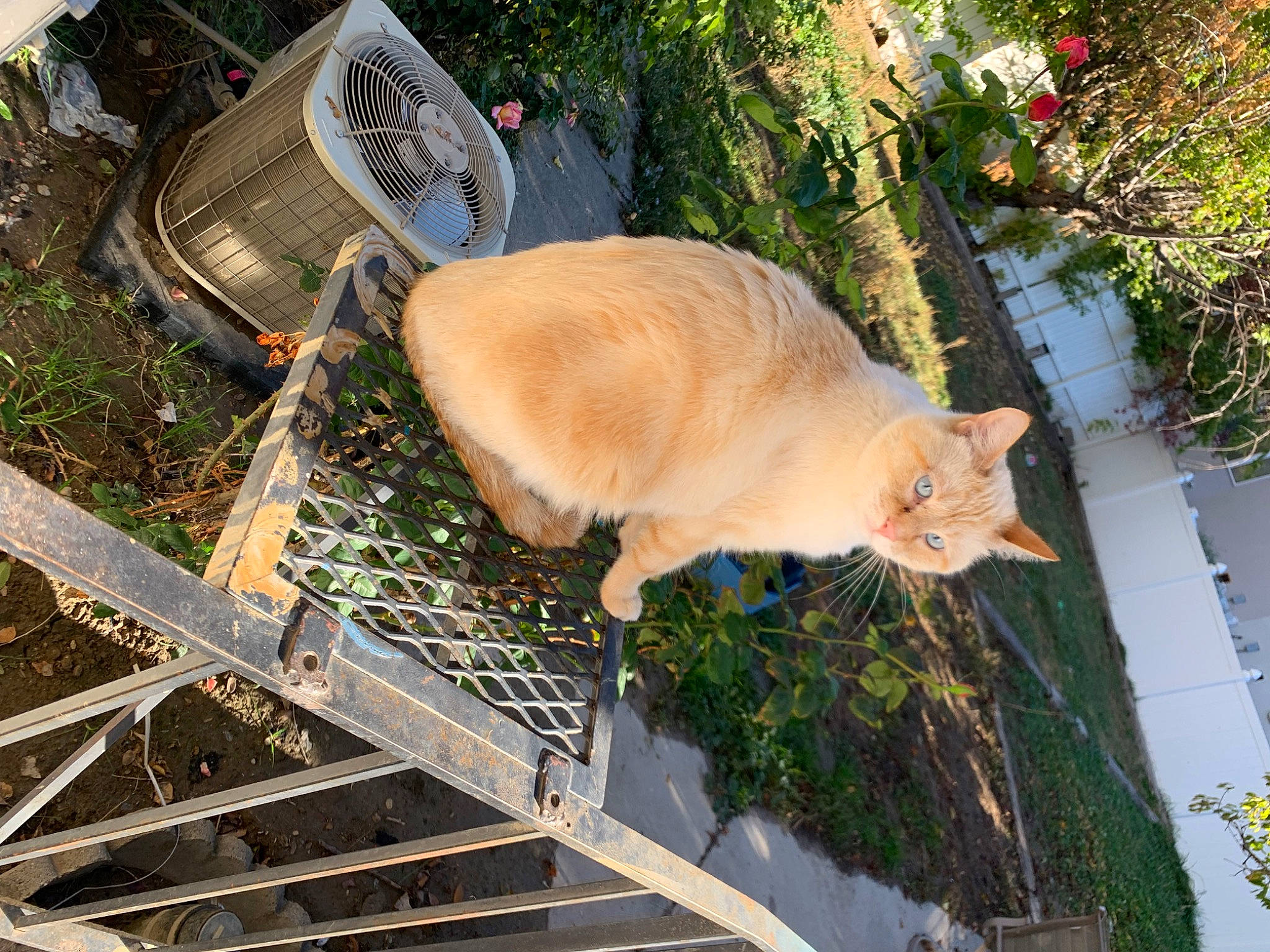 Ru joined the competition — help win amazing prizes! automotive_lighting, bag, carnivore, cat, domestic_short_haired_cat, fawn, felidae, fur, grass, house, motor_vehicle, plant, small_to_medium_sized_cats, sporting_group, tail, tire, tree, vehicle, whiskers, wood