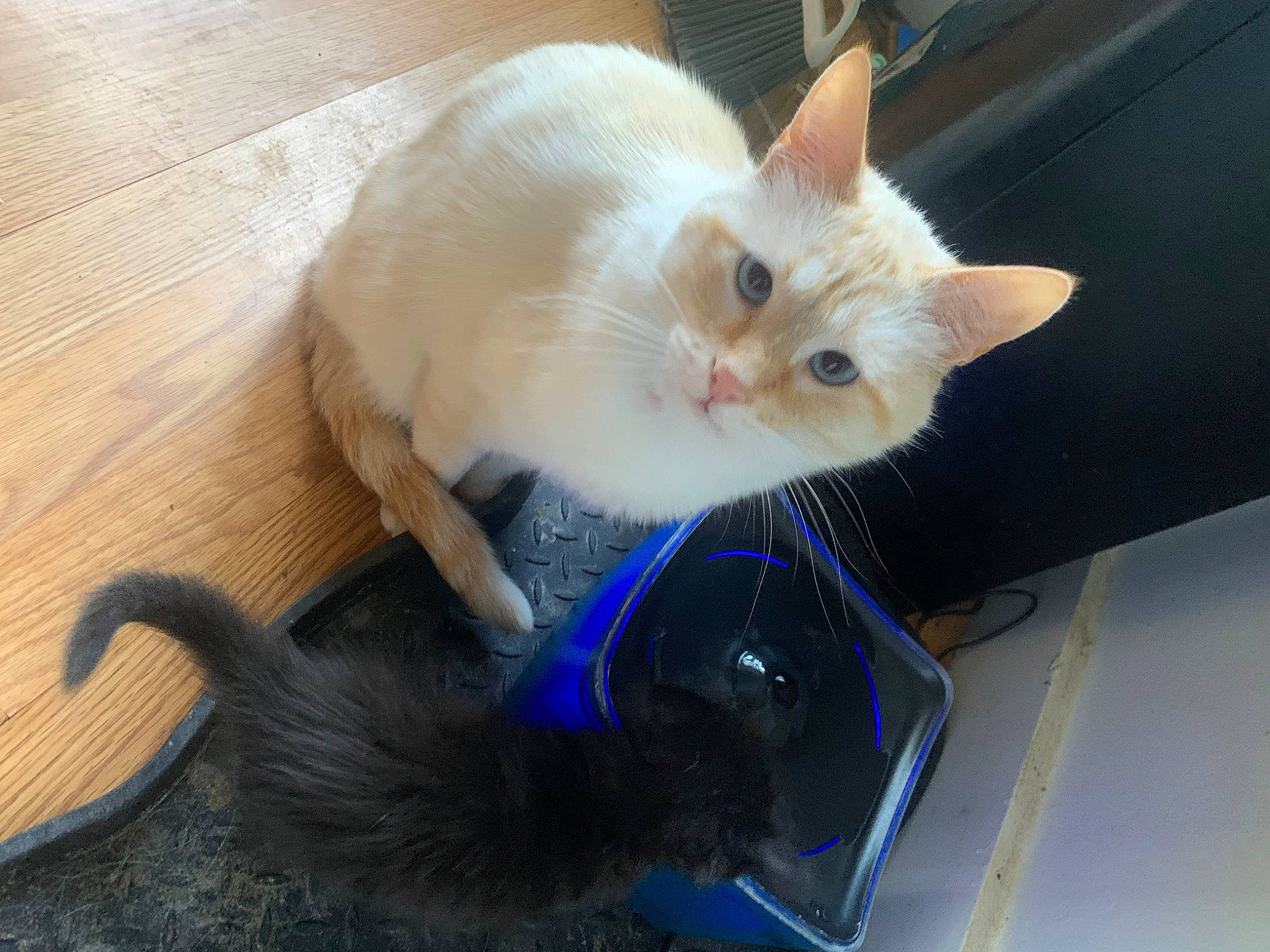 Ru is registered to the contest to win money with this photo: box, carnivore, cat, claw, domestic_short_haired_cat, fawn, felidae, flooring, fur, hardwood, paw, small_to_medium_sized_cats, snout, tail, thai, varnish, whiskers, wood, wood_flooring, wood_stain