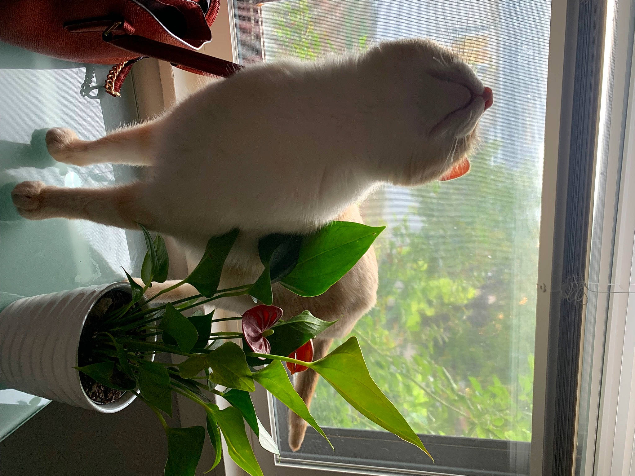 Ru is registered to the contest to win money with this photo: artificial_flower, fawn, felidae, flower, flower_arranging, flowerpot, glass, grass, houseplant, light, petal, plant, plumbing, room, small_to_medium_sized_cats, snout, tail, whiskers, window, yellow