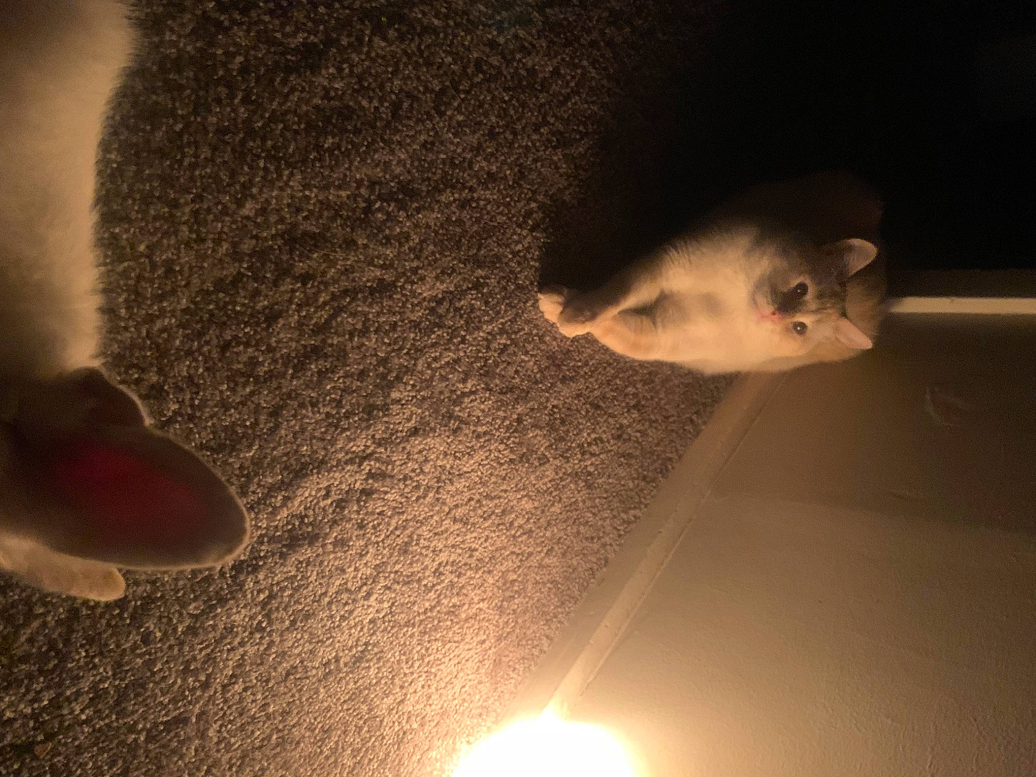 Ru is registered to the contest to win money with this photo: astronomical_object, atmosphere, beard, beauty, cloud, darkness, facial_hair, flash_photography, fun, fur, heat, landscape, meteorological_phenomenon, night, nose, room, shadow, sky, tints_and_shades, tree