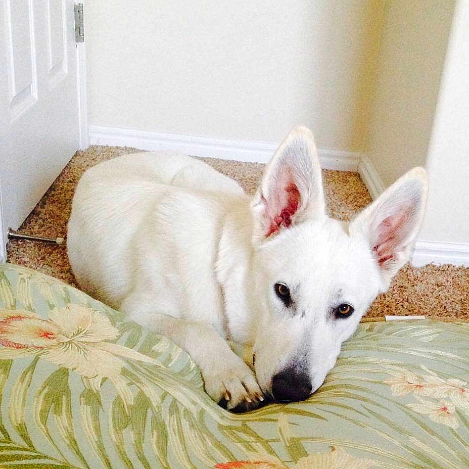 Xena