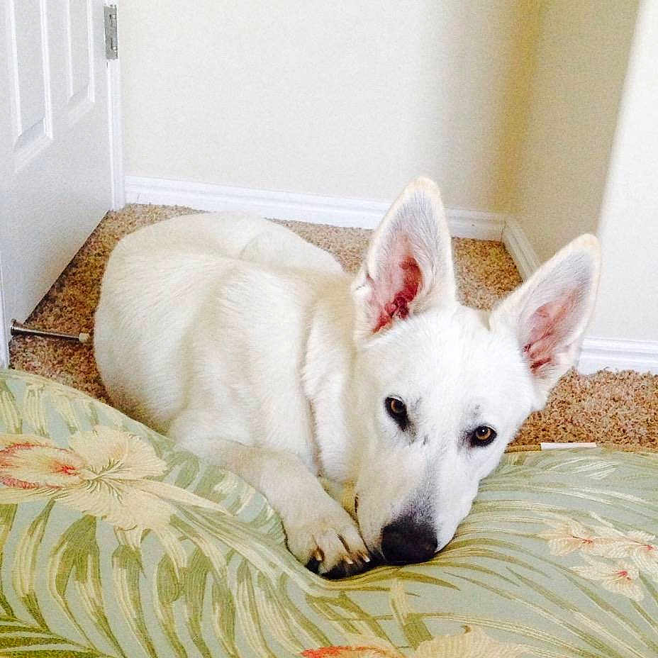 Xena