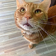 Sodium joined the competition — help win amazing prizes! cat, orange_tabby, pet, animal, whiskers, collar, bell, curious, close_up, floor, wooden_floor, indoor, feline, cute, looking_up, ears, face, eyes, mouth, fur