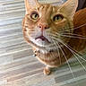cat, orange_tabby, pet, animal, whiskers, collar, bell, curious, close_up, floor, wooden_floor, indoor, feline, cute, looking_up, ears, face, eyes, mouth, fur