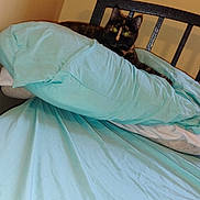 Angel joined the competition — help win amazing prizes! cat, tortoiseshell_cat, bed, comforter, pillow, headboard, indoor, furniture, resting, curious, pet, animal, sleeping_area, blanket, fabric, cozy, domestic, fur, cute, relaxation