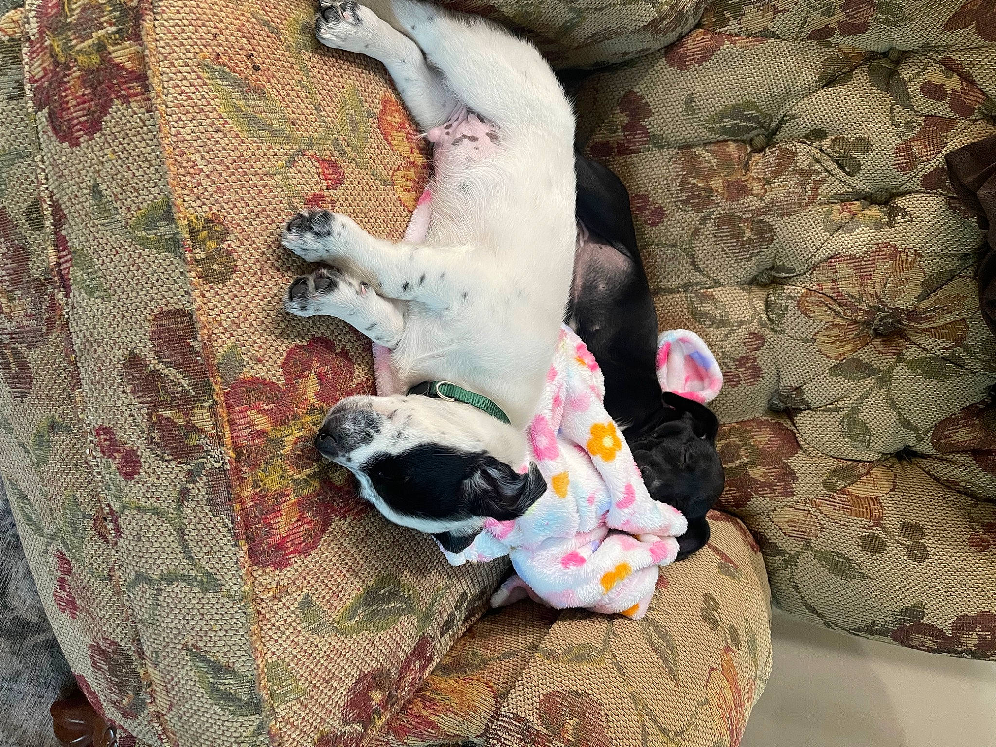 Rocket is registered to the contest to win money with this photo: canidae, carnivore, comfort, companion_dog, dog, dog_breed, dog_supply, fawn, fur, guard_dog, linens, nap, non_sporting_group, pattern, pet_supply, pink, snout, sporting_group, tail, working_animal