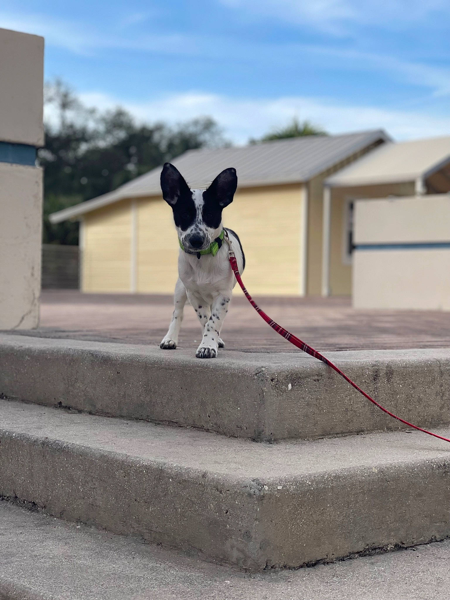 Rocket is registered to the contest to win money with this photo: asphalt, carnivore, cloud, collar, companion_dog, dog, dog_breed, dog_collar, dog_supply, fawn, grey, leash, pet_supply, road, road_surface, sidewalk, sky, snout, tail, toy_dog