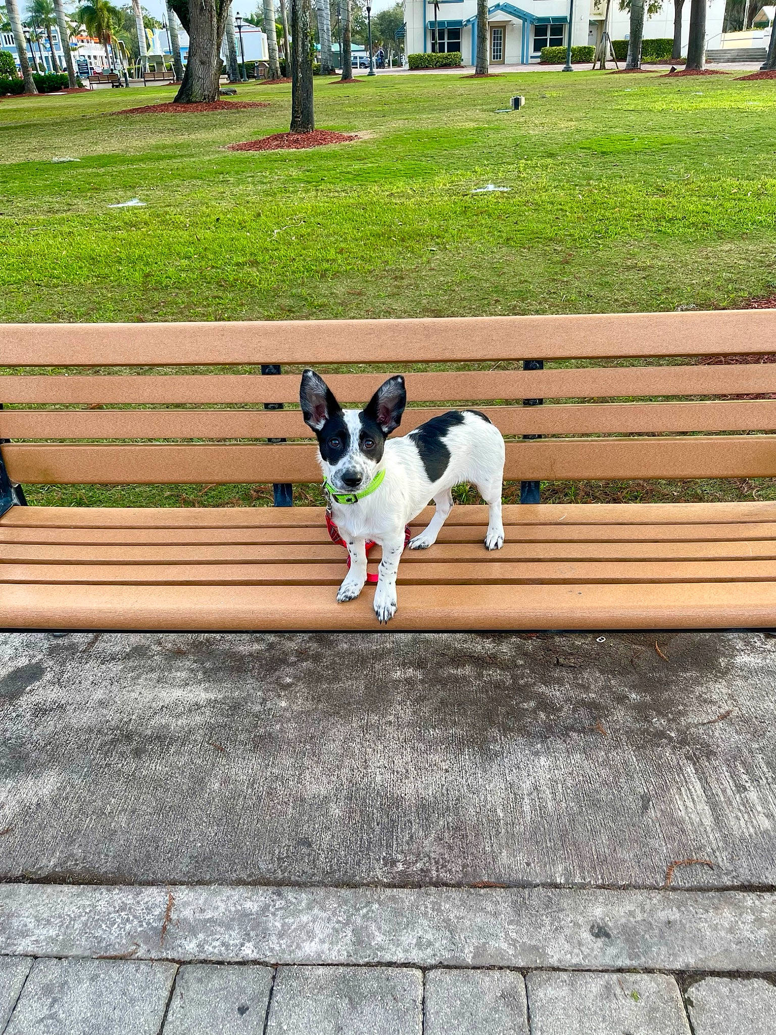 Rocket is registered to the contest to win money with this photo: bench, carnivore, companion_dog, dog, dog_breed, fawn, flooring, grass, leisure, line, outdoor_bench, plant, recreation, road, sidewalk, sitting, sporting_group, tail, tree, wood