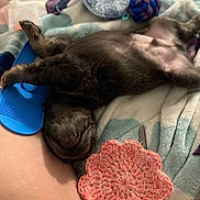 Scrappy is registered to the contest to win money with this photo: dog, puppy, sleeping, upside_down, belly_up, blanket, crochet, handmade, toy, rope_toy, brush, fur, paw, snout, nose, human_leg, bed, cozy, nap, home