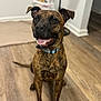 Scooby joined the competition — help win amazing prizes! dog, brindle, pet, indoor, hardwood_floor, collar, tongue, smile, sitting, ears, eyes, teeth, fur, canine, looking_up, floor, wall, baseboard, fan, home_interior